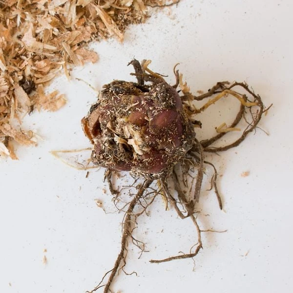 Lilium 'Commander In Chief' - Image 2