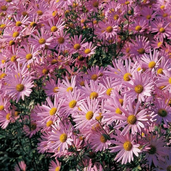Chrysanthemum 'Clara Curtis' - Image 2