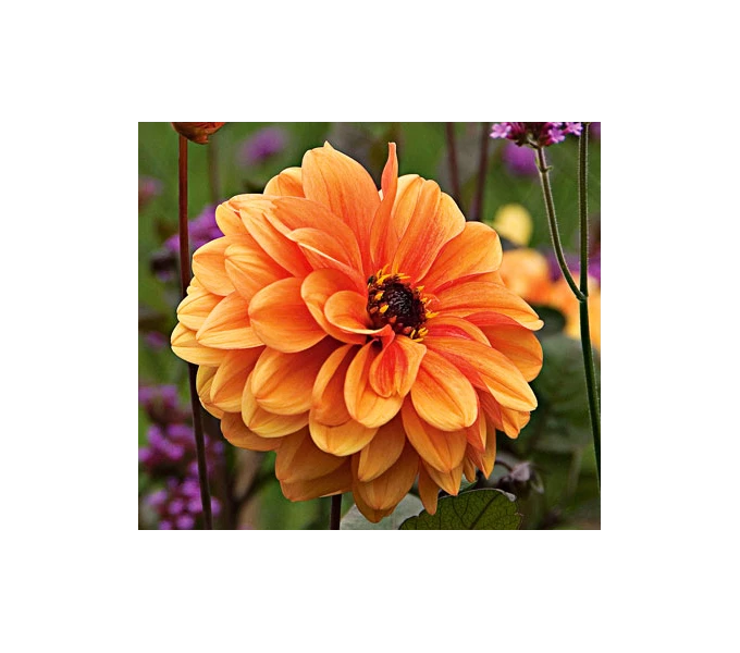 Dahlia 'David Howard' - Image 2