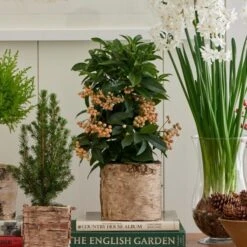 White Coralberry In 6" Birch Cachepot