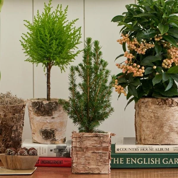 Dwarf Alberta Spruce Tree In 4" Square Birch Cachepot - Image 2