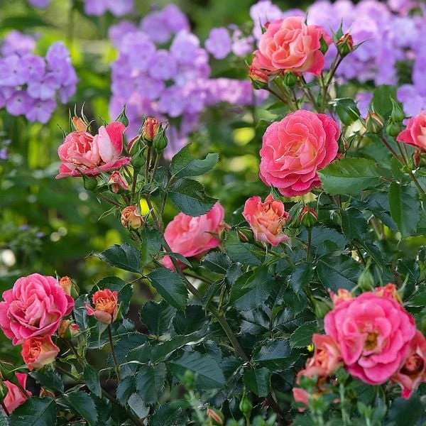 Rose Easy Elegance® Coral Cove - Image 2