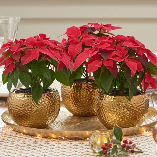 Trio Of Red Poinsettias In Golden Cachepots - Image 2