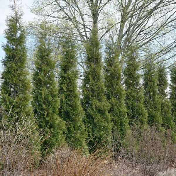 Thuja Occidentalis 'American Pillar' - Image 2