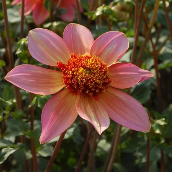 Dahlia 'Totally Tangerine' - Image 4
