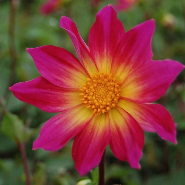 Dahlia 'Bright Eyes' - Image 3