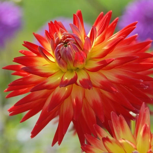 Dahlia 'Karma Bon Bini' - Image 3