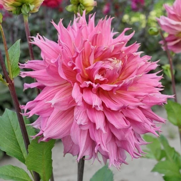 Dahlia 'Omega' - Image 2