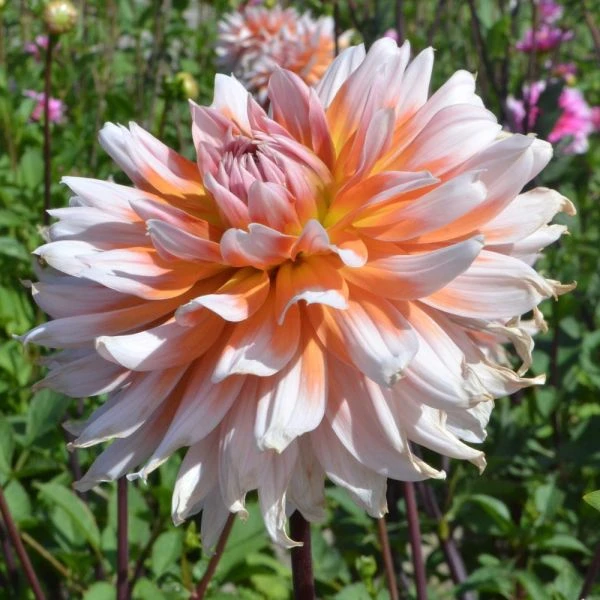 Dahlia 'Okapis Sunset' - Image 3