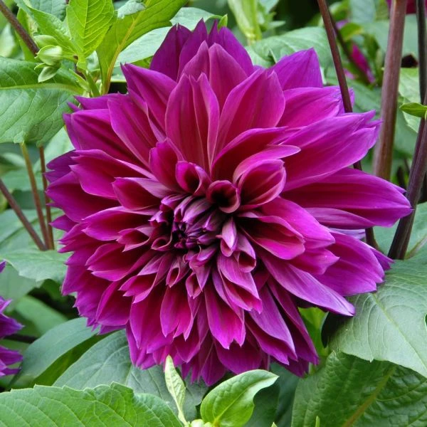 Dahlia 'Thomas Edison' - Image 2
