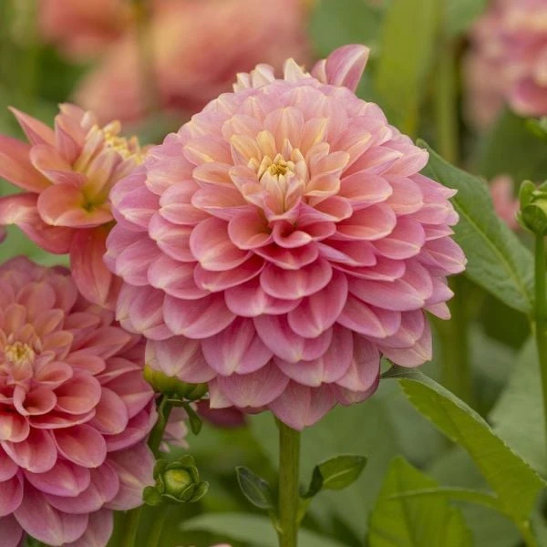 Dahlia 'Milena Fleur' - Image 4