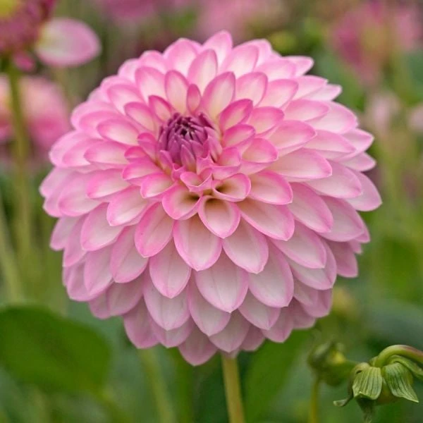 Dahlia 'Arbatax' - Image 2