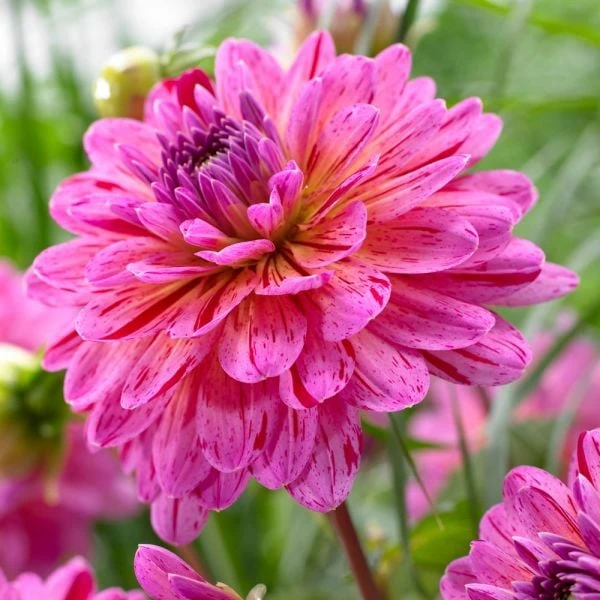 Dahlia 'Tropical' - Image 2
