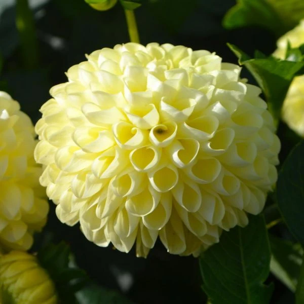 Dahlia 'Nettie' - Image 2