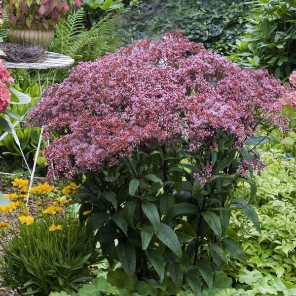 Eupatorium Dubium 'Baby Joe' - Image 2