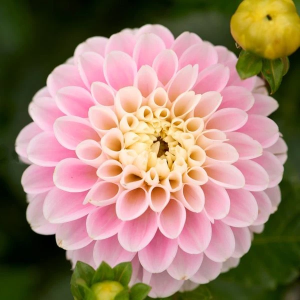 Dahlia 'Wizard Of Oz' - Image 2