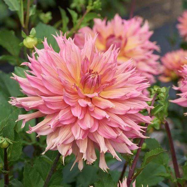 Dahlia 'Omega' - Image 3