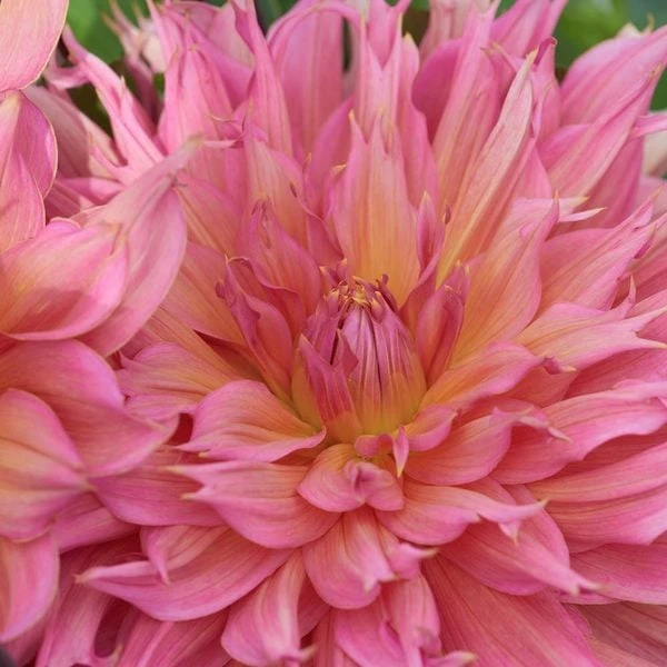 Dahlia 'Omega' - Image 4