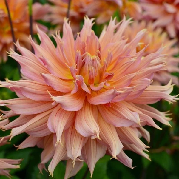 Dahlia 'Omega' - Image 5
