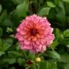 Dahlia 'Rawhide'