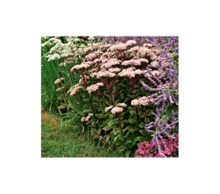 Sedum Telephium 'Matrona'