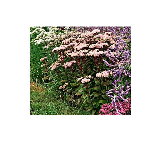 Sedum Telephium 'Matrona'