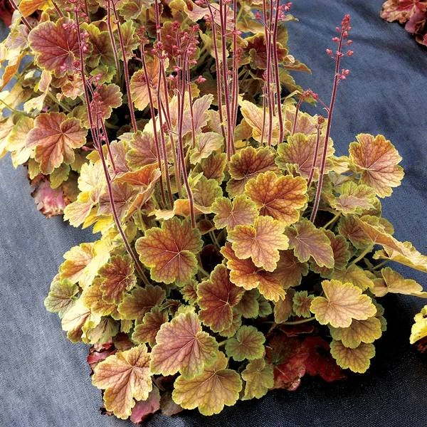 Heuchera Northern Exposure™ Sienna - Image 2