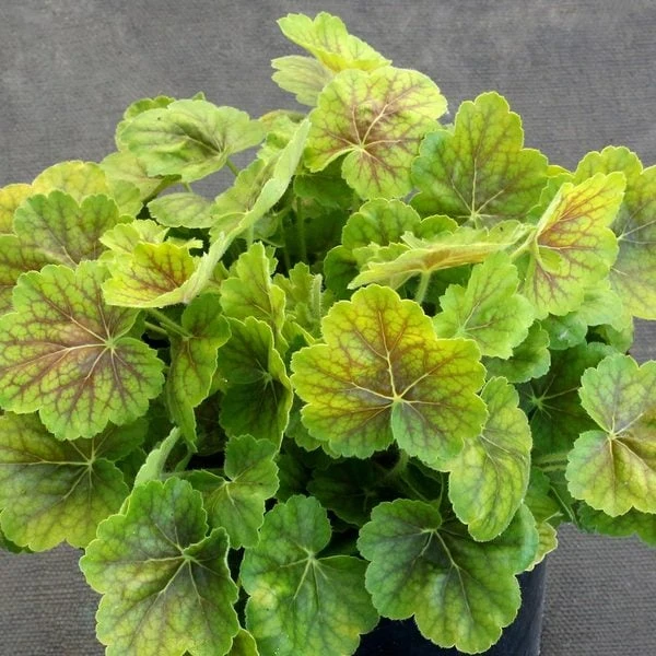 Heuchera Northern Exposure™ Sienna - Image 3