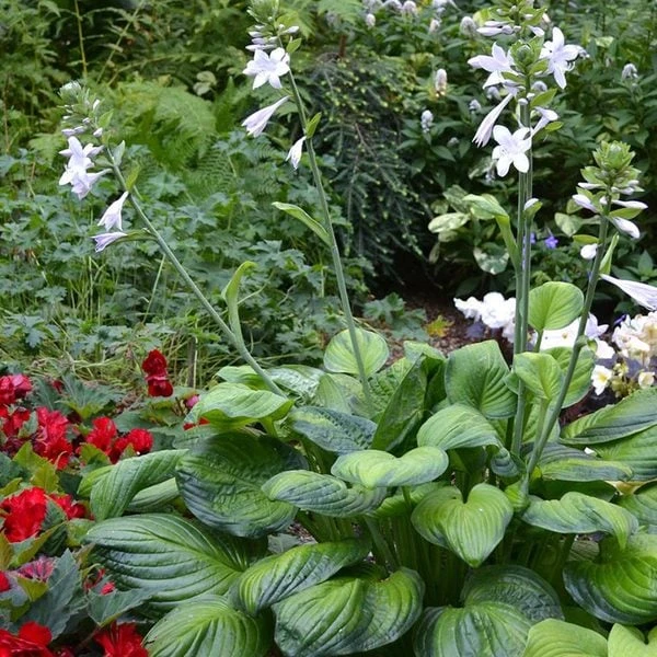 Hosta 'Guacamole' - Image 3
