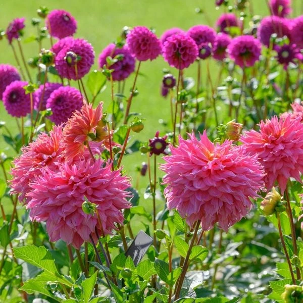 Dahlia 'Omega' - Image 6