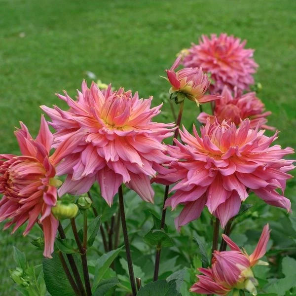 Dahlia 'Omega' - Image 7