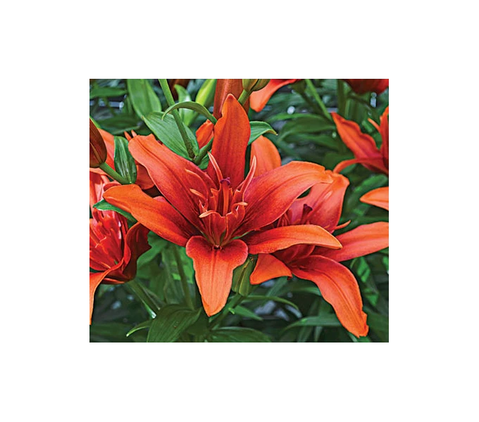 Bold Colors Asiatic Lily Mix - Image 10