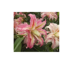 Lilium 'Broken Heart'