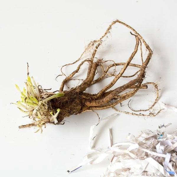 Papaver Orientale 'Pinnacle' - Image 2