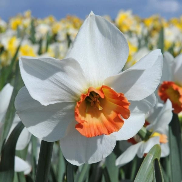 Narcissus 'Colin's Joy' - Image 2