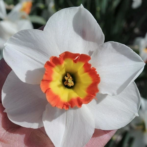 Narcissus 'Colin's Joy' - Image 3