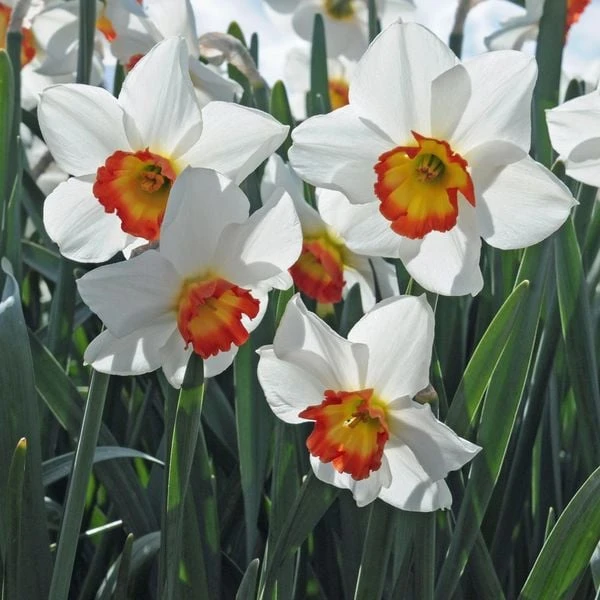 Narcissus 'Colin's Joy' - Image 4
