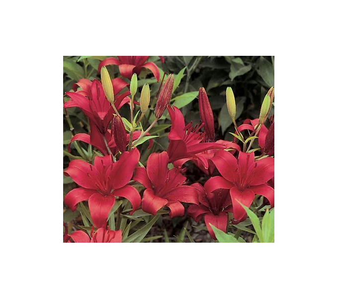Bold Colors Asiatic Lily Mix - Image 11
