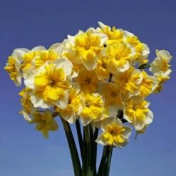 Narcissus 'Life Is Good'