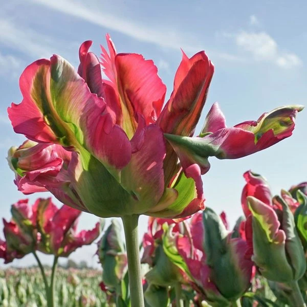 Tulip 'Red Wave' - Image 2