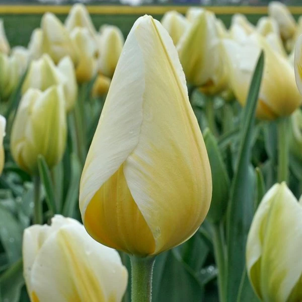 Tulip 'Lemon Chiffon' - Image 2