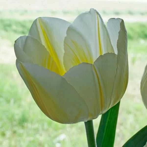 Tulip 'Lemon Chiffon' - Image 3