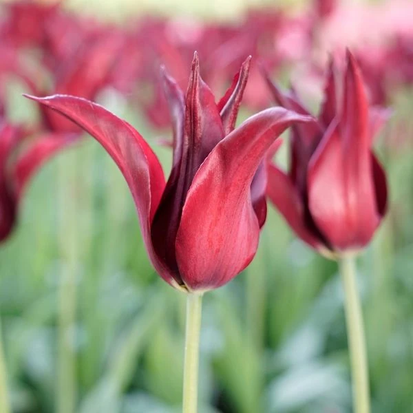 Tulip 'Sarah Raven' - Image 2