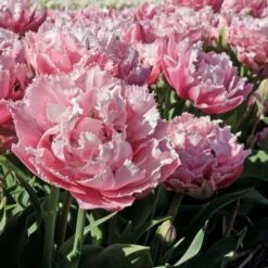 Tulip 'Sugar Crystal'