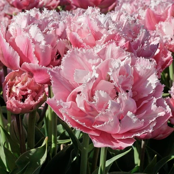 Tulip 'Sugar Crystal' - Image 2
