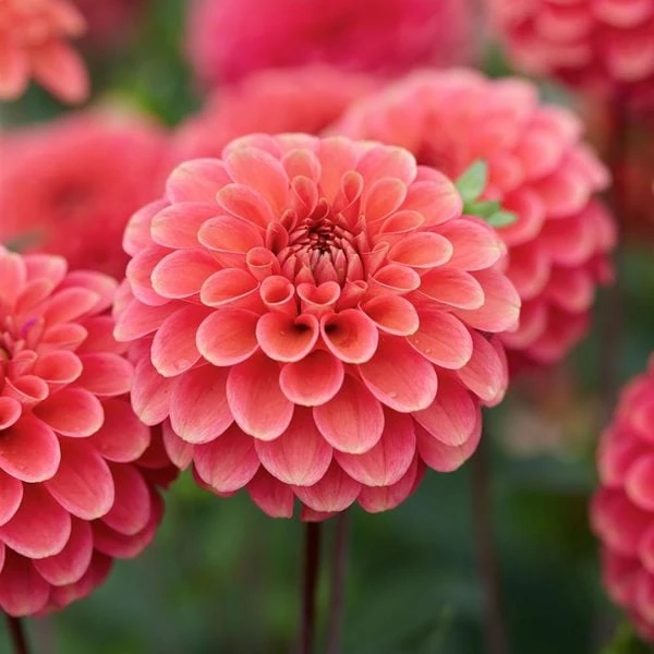Dahlia 'Zundert Mystery Fox' - Image 3