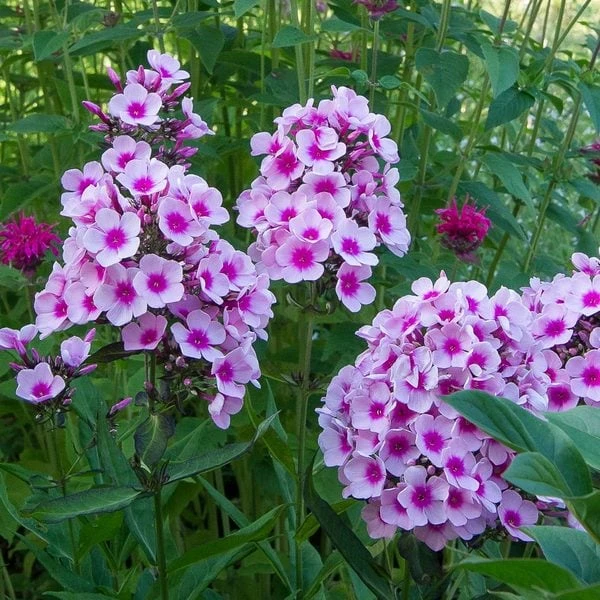 Phlox Paniculata 'Bright Eyes' - Image 2