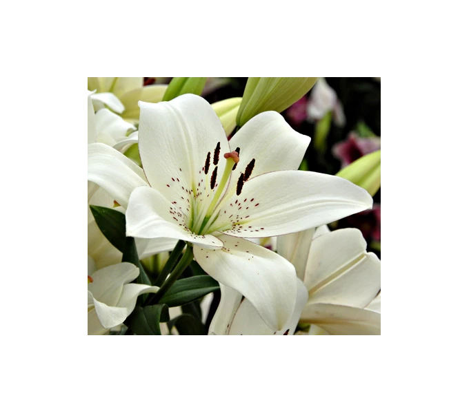 Bold Colors Asiatic Lily Mix - Image 8