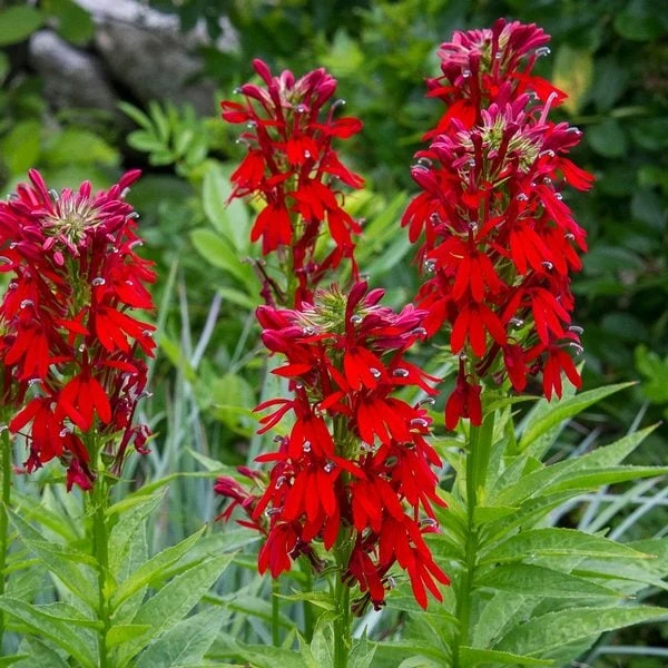 Lobelia Cardinalis - Image 2