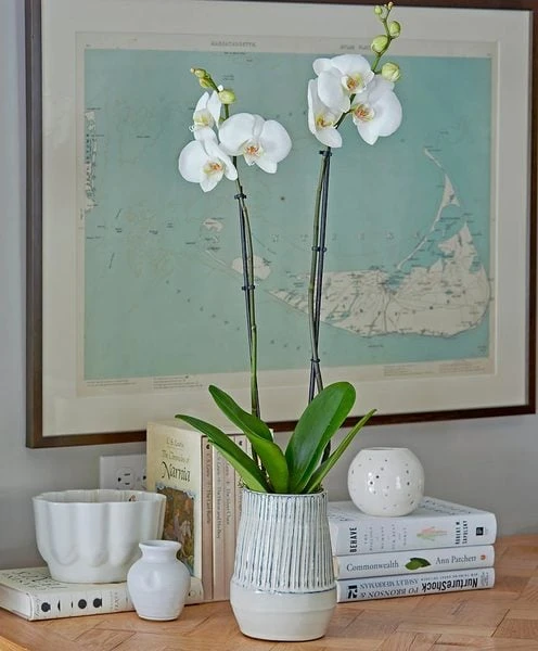 White Moth Orchid In 5½" Ceramic Cachepot - Image 2